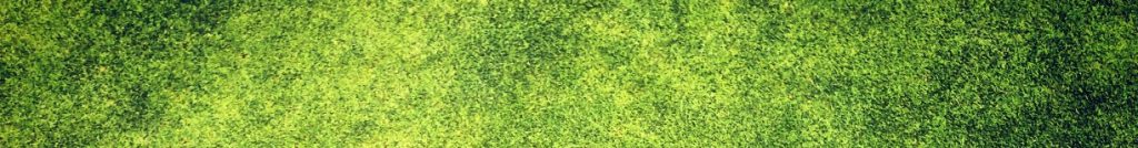 Herbe