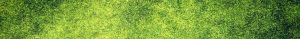 Herbe